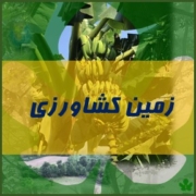 زمین کشاورزی